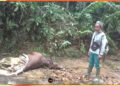 Warga Temukan Bangkai Sapi yang Diduga Dimangsa Harimau, BKSDA Turunkan Tim ke Lokasi 10 Warga Temukan Bangkai Sapi yang Diduga Dimangsa Harimau, BKSDA Turunkan Tim ke Lokasi