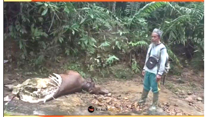 Warga Temukan Bangkai Sapi yang Diduga Dimangsa Harimau, BKSDA Turunkan Tim ke Lokasi 1 DIMANGSA HARIMAU— Tangkapan layar bangkai sapi yang diduga dimangsa harimau di Nagari Sidang Lunang, Kecamatan Lunang, Kabupaten Pesisir Selatan.