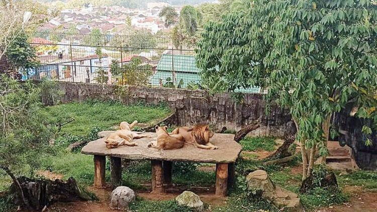 Terbatas dalam Pengembangan Lahan, Wako Tetap Dorong TMSBK Terdepan hingga Asia Tenggara 1 KEBUN BINATANG— Penampakan salah satu Kebun Binatang Taman Marga Satwa dan Budaya Kinantan (TMSBK) Bukittinggi.