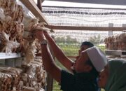 Binaan TJSL PLN Peduli, MKM Jamur Betuah, Sering Dikunjungan Masyarakat