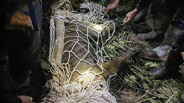 Harimau Betina Mati Terkena Jerat Babi di Agam 1 HARIMAU MATI— Tim BKSDA saat melakukan pemeriksaan pada Harimah Sumatera yang ditemukan mati akibat terkena jerat babi di Sigaruntang, Nagari Sungai Pua, Kabupaten Agam