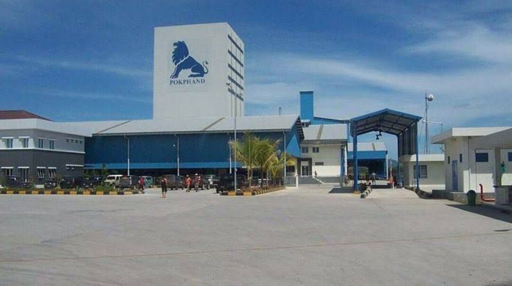 Lima Tahun Kepemimpinan Erick Tohir, PLN Sumbar Raih Kepercayaan Pelanggan melalui Energizing PT Charoen Pokphand Indonesia 1 mendongkrak produktivitas--Keandalan listrik PT PLN (Persero) Unit Induk Distribusi Sumatera Barat telah terbukti mampu mendongkrak produktivitas pelaku bisnis dan industri di Sumatera Barat.