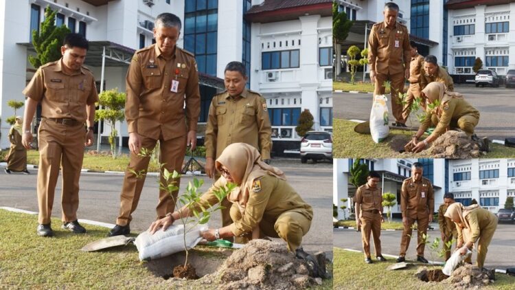Senin Ketiga Apel Gabungan, Pemko Tanam Jeruk Gunung Omeh 1 TANAM JERUK—Pemko menanam jeruk Gunung Omeh di halaman Balaikota Pariaman, Senin (29/7).