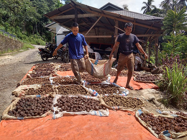 Petani Gambir Senang Harga Naik, Minta Pemerintah Jaga Stabilitas 1 JEMUR GAMBIR— Petani gambir melakukan aktivitas menjemur gambir di Jorong Koto Godang, Kecamatan Bukik Barisan, Kabupaten Limapuluh Kota.