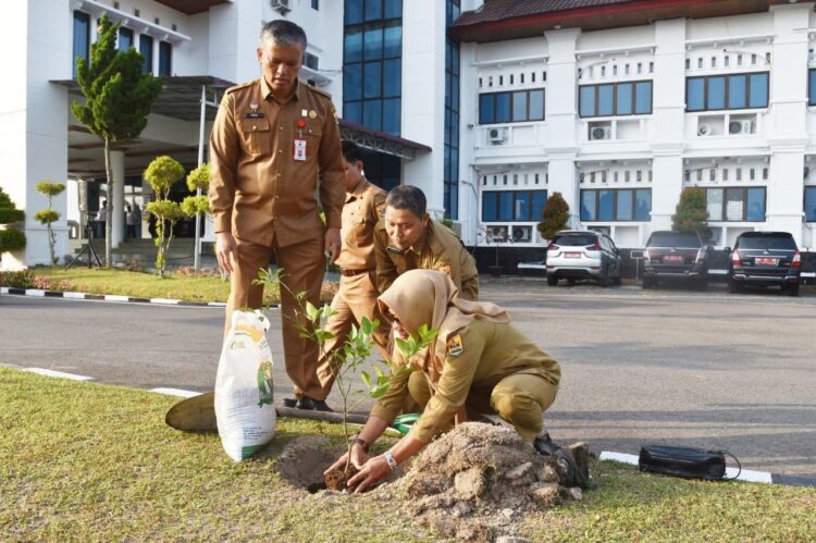 PENGHIJAUAN— Pj Wali Kota Pariaman Roberia saat melakukan penghijauan di halaman Balai Kota dengan menanam tanaman jeruk Gunung Omeh.