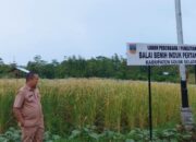 BBI Golden Arm Siapkan Satu Ton Bibit Beras Merah