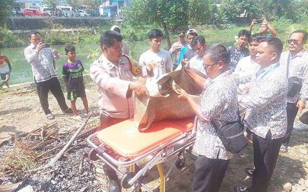 Bocah Tewas Mengapung di Batang Kuranji, Mahasiswa Adzkia Heboh 1 MENGAPUNG— Proses evakuasi bocah 7 tahun yang ditemukan tewas mengapung di Sungai Batang Kuranji, Kelurahan Lubuk Lintah, Kota Padang.