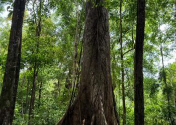 Geopark Meratus, Harapan Cuan Warga Belangian dan Suplai Oksigen Dunia