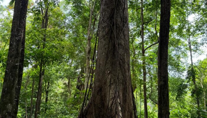 Geopark Meratus, Harapan Cuan Warga Belangian dan Suplai Oksigen Dunia