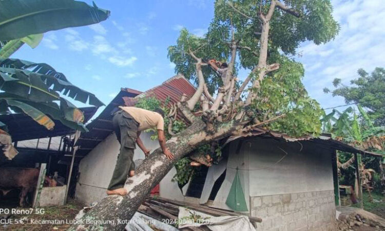 Angin Kencang, Pohon Tumbang Timpa 1 Unit Rumah 1 RUSAK RUMAH WARGA— Hujan disertai angin kencang menyebabkan satu pohon tumbang dan merusak rumah warga, Kamis (1/8).