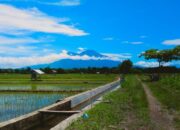 Januari-Agustus 2024, Produksi Padi Pasaman Barat Capai 58.415 Ton