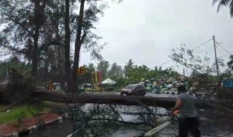 PEMBERSIHAN POHON TUMBANG—Tim  Badan Penanggulangan Bencana Daerah (BPBD) Kota Pariaman saat evakuasi pohon yang tumbang.