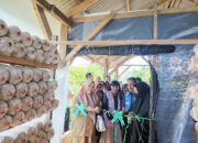 Dukung Pemberdayaan Perempuan di Kelurahan Air Putih Kota Pekanbaru, Srikandi PLN Serahkan Bantuan Alat Usaha dan Kumbung Jamur untuk Kemandirian Ekonomi