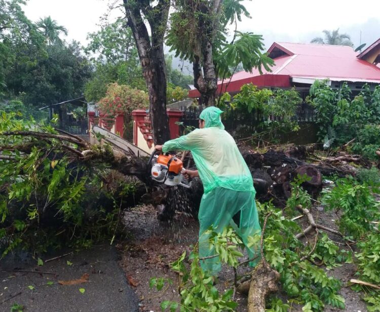 Pohon Tumbang Ganggu Lalu Lintas di Kabupaten Pesisir Selatan Akibat Hujan dan Angin Kencang 1 daa525f8 cf98 42e1 b57d bceb1bd58b13