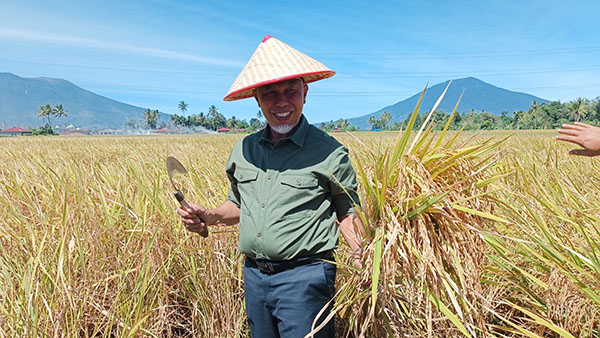 Selama Kepemimpinan Gubernur Mahyeldi, NTP Sumbar Meningkat, Petani Sejahtera 1 PANEN PADI— Gubernur Sumbar, Mahyeldi Ansharullah panen padi organik di Kabupaten Agam beberapa waktu lalu.