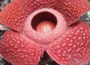 Bunga Raflesia Mekar di Palupuah