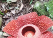 Bunga Rafflesia Mekar Sempurna di Batang Palupuh Agam