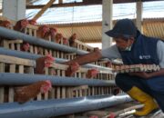 Dukung Pencegahan Stunting, PLN Berdayakan Peternak Ayam Petelur di Kabupaten Malang