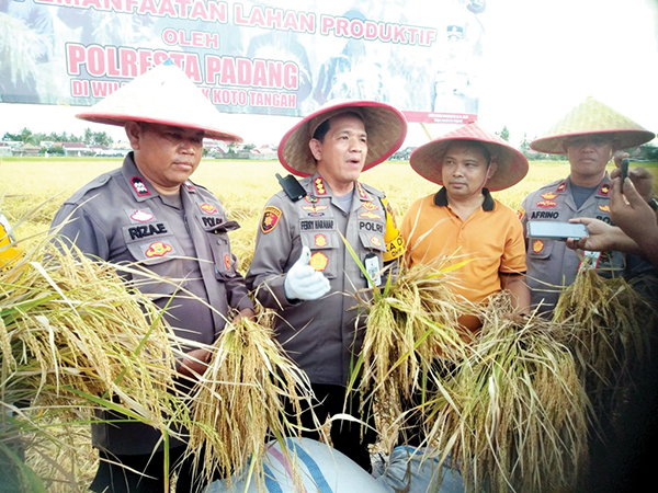 PANEN RAYA— Kapolresta Padang Kombes Pol Ferry Harahap, Wakapolresta AKBP Ruly dan Kapolsek Kompol Afrino Kototangah Kompol, melakukan panen raya di Kelurahan Batang Kabung, Ganting, Kecamatan Koto Tangah, Rabu (30/10).