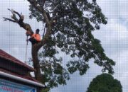 Antisipasi Bencana, BPBD Pangkas Pohon Rawan Tumbang