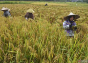 Bangun dan Rehabiliasi Sebanyak 79 Unit Jaringan Irigasi Tarsier