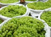 Lakukan Uji Cepat Residu Pestisida, Bapanas Pastikan Anggur Shine Muscat di RI Aman Dikonsumsi