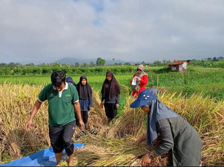 Asuransi Lindungi Petani Padang Panjang dari Gagal Panen 1 PANEN PADI— Para petani melakukan panen padi di saat program bantuan premi Asuransi Usaha Tani Padi (AUTP) telah memberikan dukungan signifikan bagi petani di Padang Panjang.