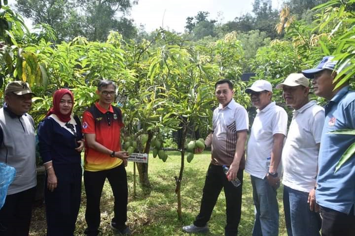 Agro Eduwisata Kandi bisa jadi Plot Percontohan 1 mangga dan jambU— Pj Wako Sawahlunto Fauzan Hasan bersama Pj Sekda Ezeddin Zain, meninjau Kebun Buah Agro Eduwisata Kandi, Jumat (15/11). Kedua pejabat daerah ini memanen langsung beberapa varietas buah seperti mangga dan jambu.