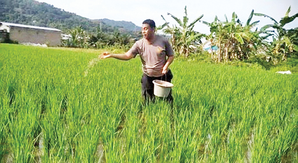 Polisi Lubeg Turun ke Sawah Bantu Petani, Salurkan 100 Kilogram Pupuk 1 INSPIRASI KETAHANAN PANGAN— Selain memberikan bantuan pupuk, personel Polsek Lubeg Aipda Dian Wihendro Ratno, memberikan inspirasi dengan langsung turun ke sawah untuk dalam menanam dan merawat padi di lahan milik petani.