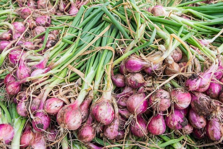 Pasokan Cukup, Harga Bawang Merah dan Terung Turun Signifikan 1 ILUSTRASI-Bawang merah.