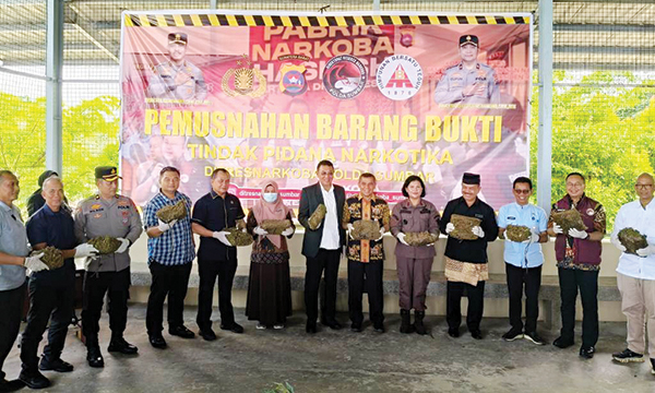 MUSNAHKAN— Polda Sumbar melakukan pemusnahan 260 Kg ganja hasil tangkapan dari tiga tersangka.