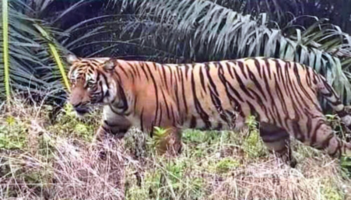 Masyarakat Kembali Lihat Harimau Sumatera di Batang Lolo Solok Selatan 