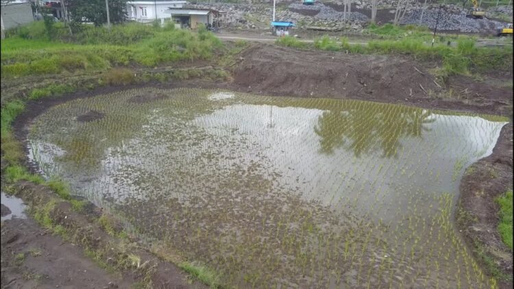 Camat Rambatan Sebut 8,3 Hektare Lahan Mulai Ditanam Petani 1 Camat Rambatan Sebut 83 Hektare Lahan Mulai Ditanam Petani