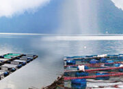 Cuaca Ekstrim Desember hingga Januari 2025, Petani KJA Danau Maninjau Diingatkan Antisipasi Kematian Ikan