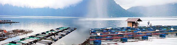 Cuaca Ekstrim Desember hingga Januari 2025, Petani KJA Danau Maninjau Diingatkan Antisipasi Kematian Ikan 1 KJA