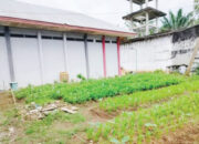 Dukung Program Ketahanan Pangan, Lapas Lubuk Basung Manfaatkan Lahan Kosong Tanam Sayur Mayur