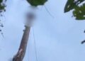 Penebang Kayu Tewas Tergantung di Pohon Kelapa 11 Penebang Kayu Tewas Tergantung di Pohon Kelapa