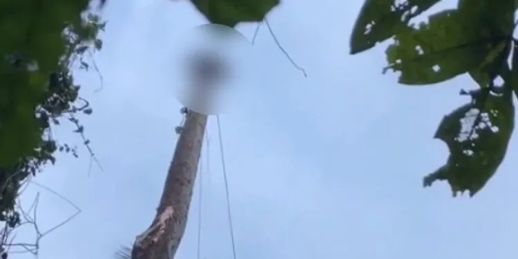 Penebang Kayu Tewas Tergantung di Pohon Kelapa 1 TERGANTUNG— Jenazah penebang kayu yang ditemukan tergantung di pohon kelapa di Nagari Kudu Ganting Barat, Kecamatan V Koto Timur, Kabupaten Padangpariaman.