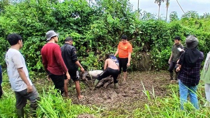 BKSDA Evakuasi Tapir yang Terjebak di Kolam, Sempat Kabur usai Dibius 1 EVAKUASI— Tim BKSDA bersama warga menangkap tapir yang sebelumnya terjebak di kolam di Suko Mananti Padang Tujuh, Nagari Aur Kuning, Pasbar.