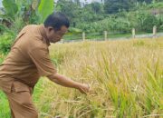Kota Solok Tahun Ini Kelebihan Produksi Beras
