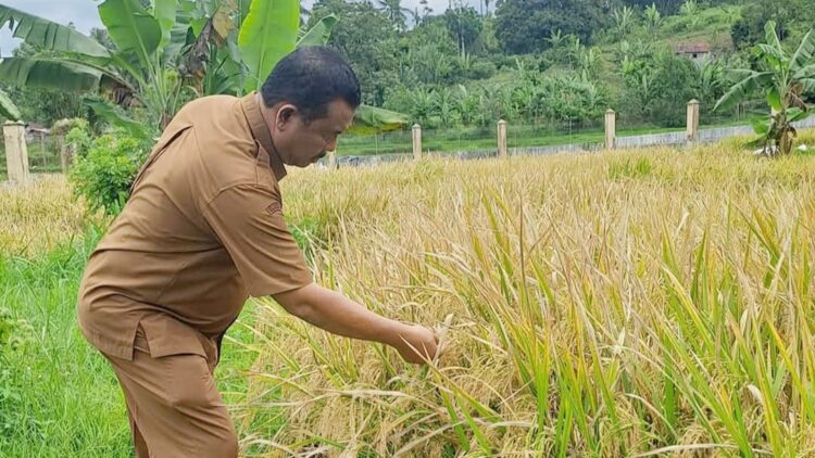 Kota Solok Tahun Ini Kelebihan Produksi Beras 1 TINJNAU—Terlihat salahseorang petugas Dinas Pertanian kota Solok saedang meninjau padi yang akan penen.