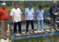 Tingkatkan Produksi Ikan Air Tawar, Pemko Solok Dorong Pokdakan 11 Tingkatkan Produksi Ikan Air Tawar, Pemko Solok Dorong Pokdakan