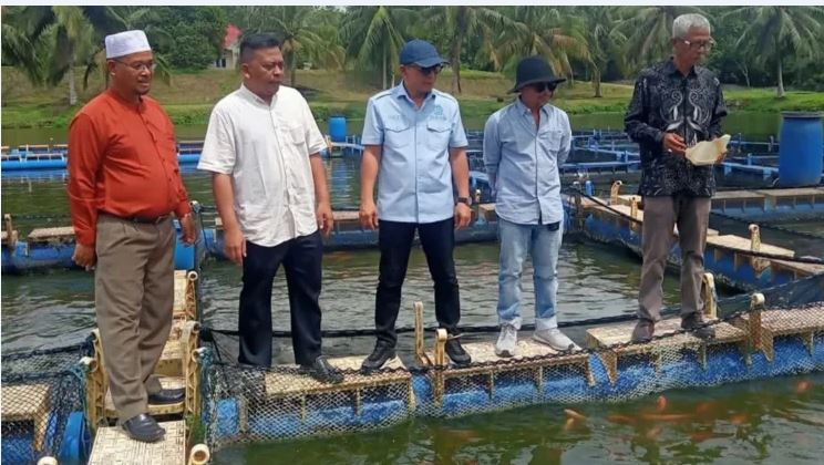 Tingkatkan Produksi Ikan Air Tawar, Pemko Solok Dorong Pokdakan 1 TINJAU—Kepala Bidang Peternakan, Keswan Kesmavet dan Perikanan Kota Solok, Taufiq Rusli saat
meninjau lokasi ternam ikan air tawar.