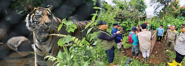 Warga Koto Tinggi Cemas Diteror Harimau, Temukan Jejak Kaki, BKSDA Pasang Perangkap 1 PASANG PERANGKAP— BKSDA, Pol PP, Polisi, bersama masyarakat memasang perangkap harimau di perkebunan
masyarakat Nagari Koto Tinggi, Kecamatan Gunuang Omeh.