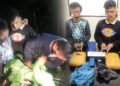 Dua Pengedar Ganja Kepergok Transaksi di Kebun Sawit,Polisi Sita 2 Kg Ganja 10 Dua Pengedar Ganja Kepergok Transaksi di Kebun Sawit,Polisi Sita 2 Kg Ganja