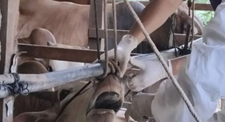 11 Ekor Sapi Alami PMK Dinyatakan Sembuh 1 11 sapi sehat