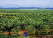 RI Menang WTO Sawit, Airlangga: Eropa Terbukti Lakukan Diskriminatif ke Indonesia