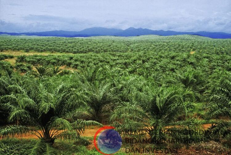 RI Menang WTO Sawit, Airlangga: Eropa Terbukti Lakukan Diskriminatif ke Indonesia 1 Ilustrasi perkebunan sawit.