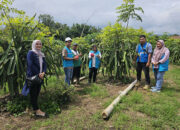 PLN Sumbar Dukung Petani Buah Naga, Keuntungan Meningkat 4 Kali Lipat