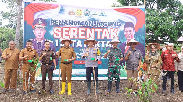 PENANAMAN JAGUNG SERENTAK— Forkopimda saat melakukan penanaman jagung serentak di Nagari Pangkalan, Kabupaten Limapuluh Kota.